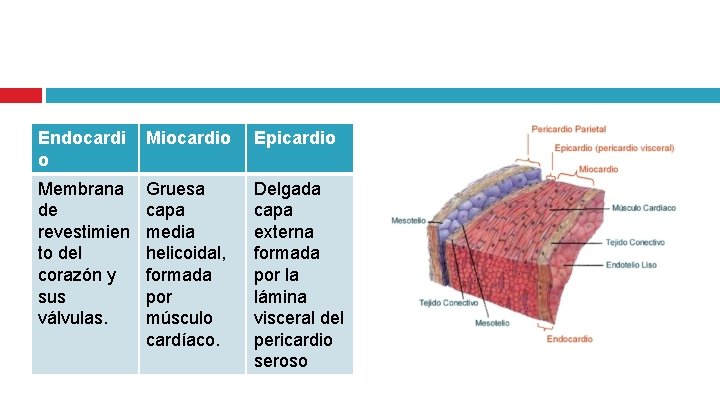 Endocardi o Miocardio Epicardio Membrana de revestimien to del corazón y sus válvulas. Gruesa
