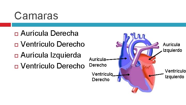 Camaras Aurícula Derecha Ventrículo Derecho Aurícula Izquierdo Aurícula Derecho Ventrículo Izquierdo 