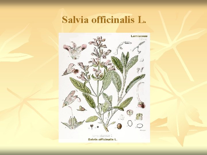 Salvia officinalis L. 
