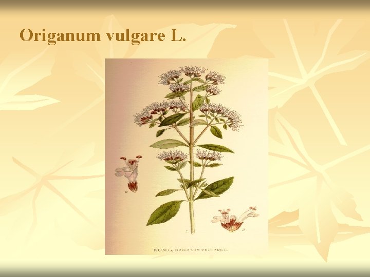Origanum vulgare L. 