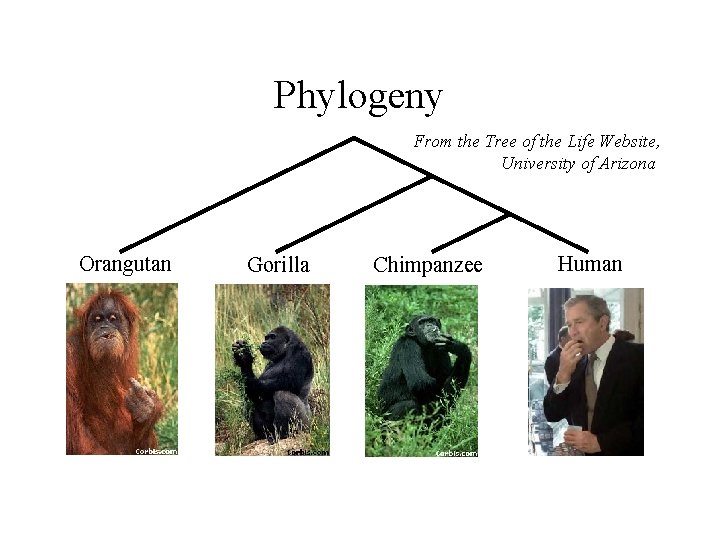 Phylogeny From the Tree of the Life Website, University of Arizona Orangutan Gorilla Chimpanzee