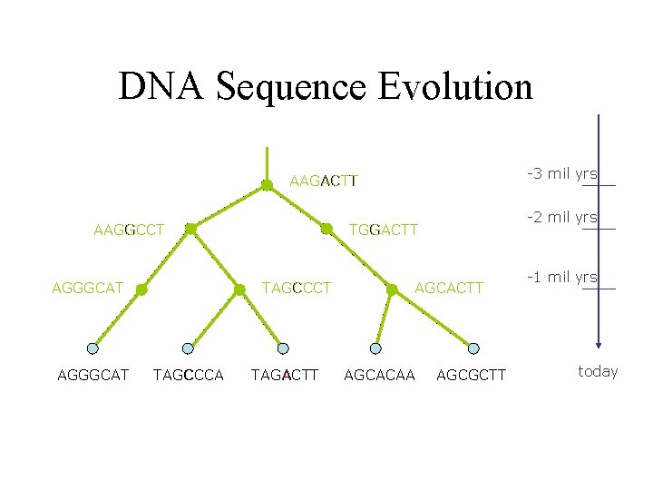 DNA Sequence Evolution -3 mil yrs AAGACTT AAGGCCT AGGGCAT TAGCCCA -2 mil yrs TGGACTT