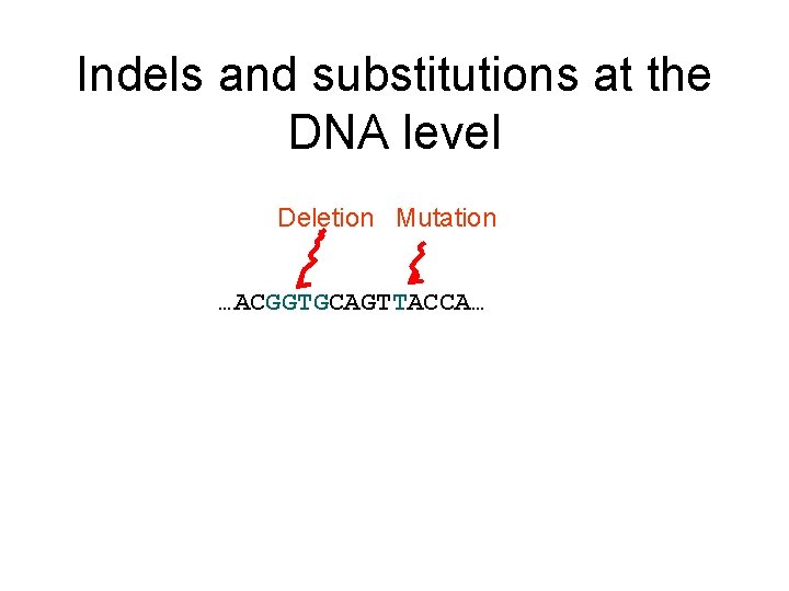 Indels and substitutions at the DNA level Deletion Mutation …ACGGTGCAGTTACCA… 