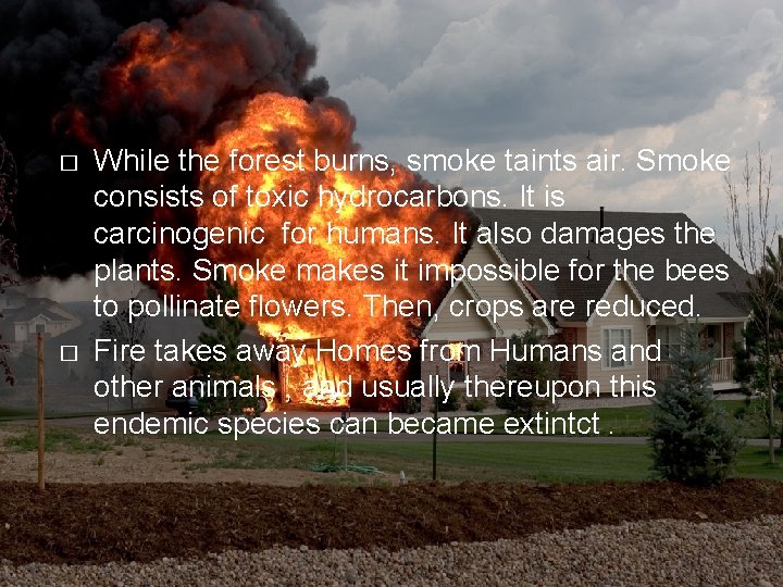 � � While the forest burns, smoke taints air. Smoke consists of toxic hydrocarbons.