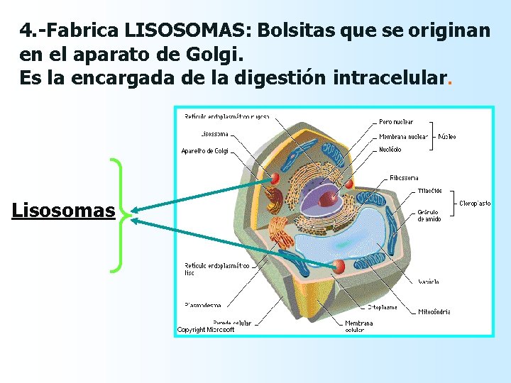 4. -Fabrica LISOSOMAS: Bolsitas que se originan en el aparato de Golgi. Es la