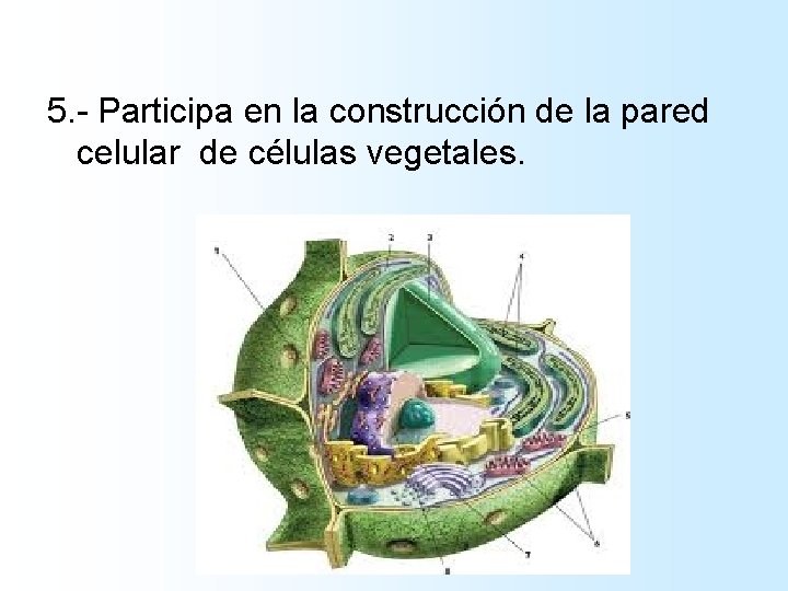 5. - Participa en la construcción de la pared celular de células vegetales. 