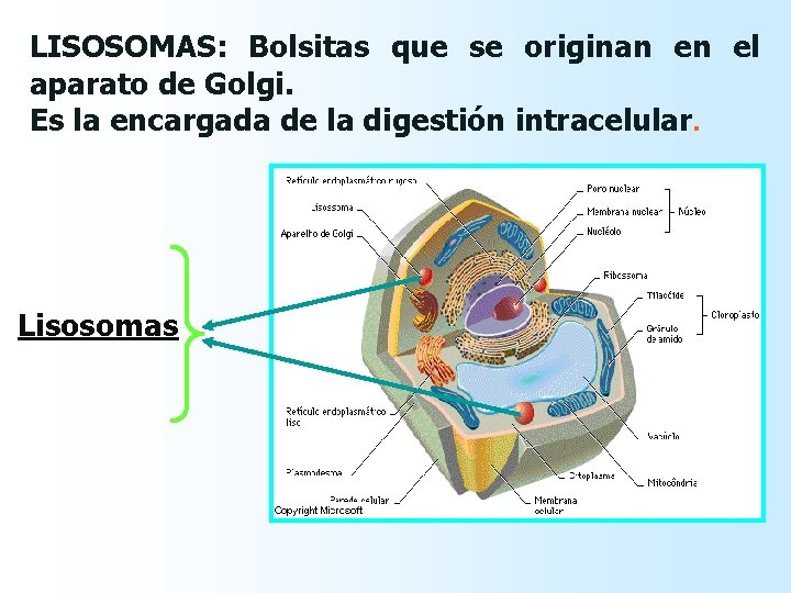 LISOSOMAS: Bolsitas que se originan en el aparato de Golgi. Es la encargada de
