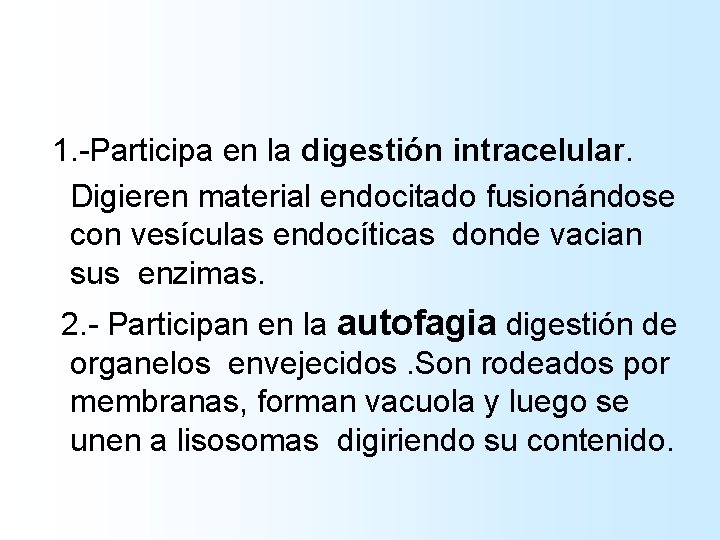  1. -Participa en la digestión intracelular. Digieren material endocitado fusionándose con vesículas endocíticas