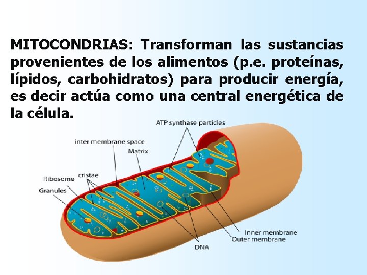 MITOCONDRIAS: Transforman las sustancias provenientes de los alimentos (p. e. proteínas, lípidos, carbohidratos) para