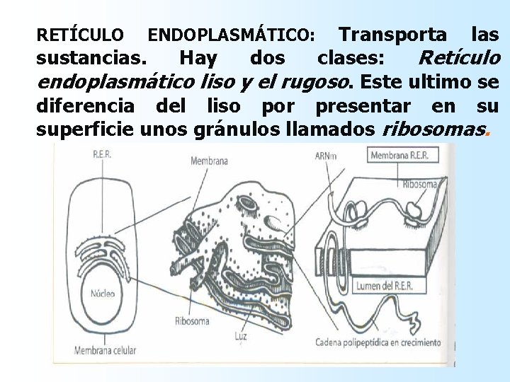 Transporta las sustancias. Hay dos clases: Retículo endoplasmático liso y el rugoso. Este ultimo