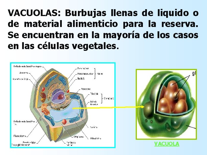VACUOLAS: Burbujas llenas de liquido o de material alimenticio para la reserva. Se encuentran