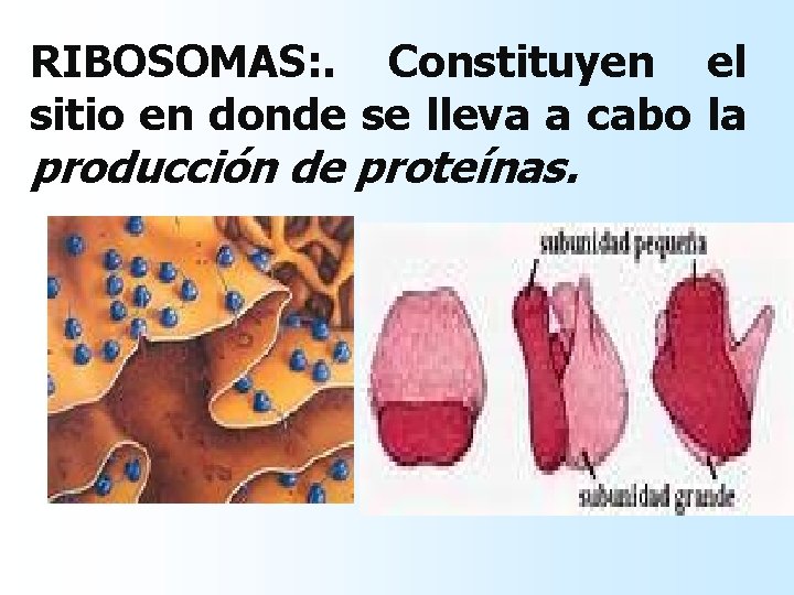 RIBOSOMAS: . Constituyen el sitio en donde se lleva a cabo la producción de