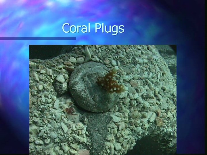 Coral Plugs 