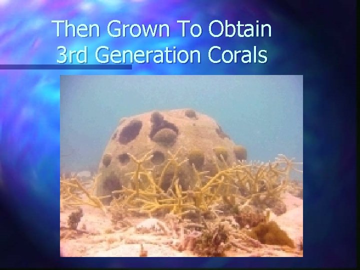 Then Grown To Obtain 3 rd Generation Corals 