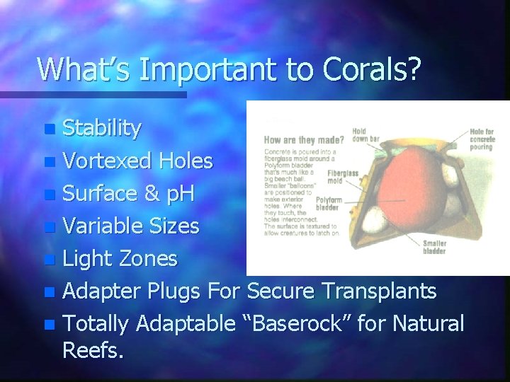 What’s Important to Corals? Stability n Vortexed Holes n Surface & p. H n
