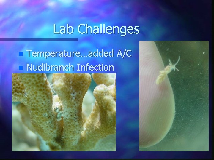 Lab Challenges Temperature…added A/C n Nudibranch Infection n 