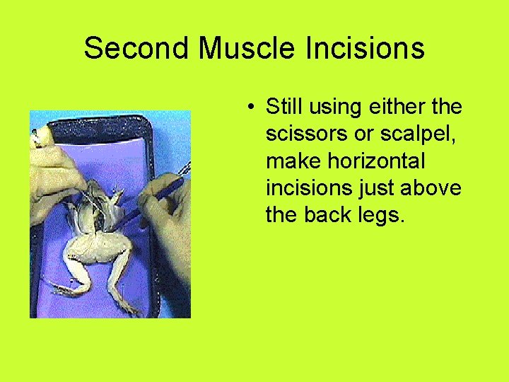 Second Muscle Incisions • Still using either the scissors or scalpel, make horizontal incisions