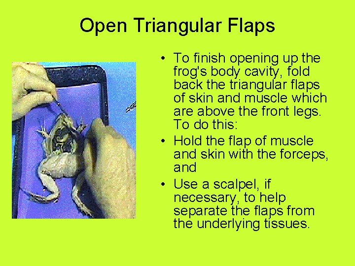 Open Triangular Flaps • To finish opening up the frog's body cavity, fold back