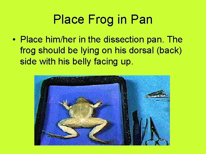 Place Frog in Pan • Place him/her in the dissection pan. The frog should