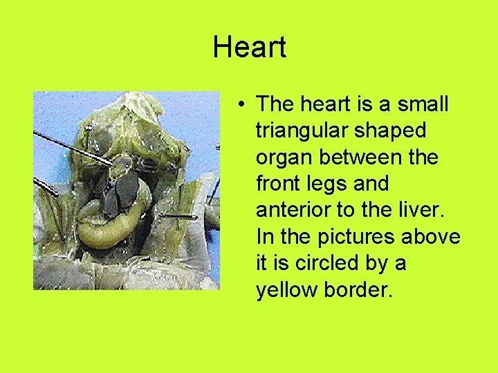 Heart • The heart is a small triangular shaped organ between the front legs