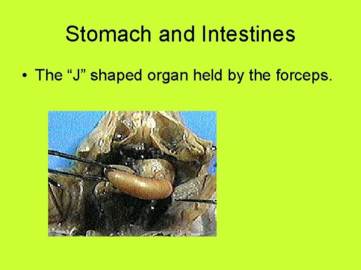 Stomach and Intestines • The “J” shaped organ held by the forceps. 