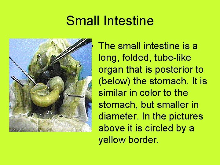 Small Intestine • The small intestine is a long, folded, tube-like organ that is