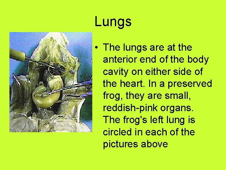 Lungs • The lungs are at the anterior end of the body cavity on