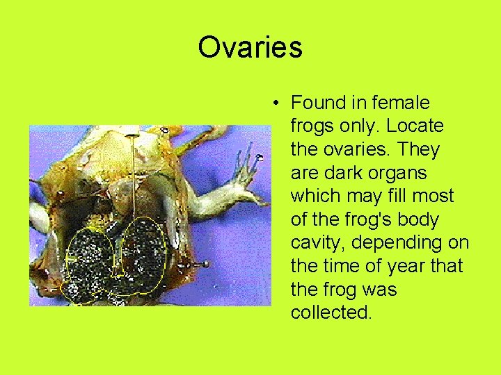 Ovaries • Found in female frogs only. Locate the ovaries. They are dark organs