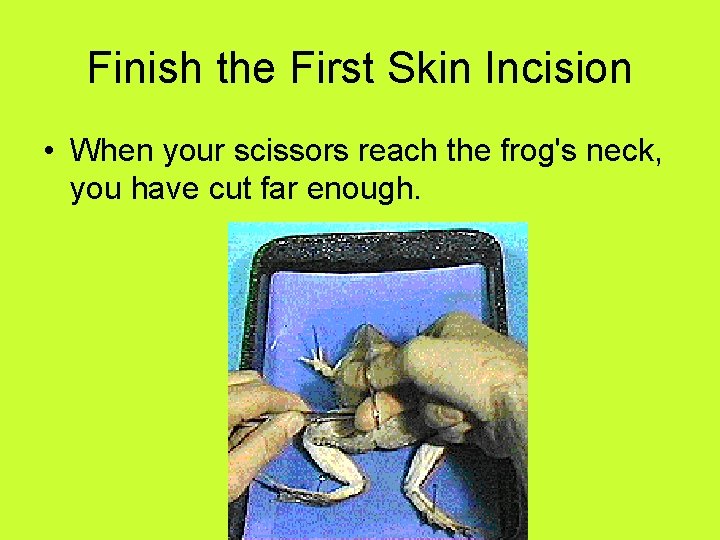 Finish the First Skin Incision • When your scissors reach the frog's neck, you