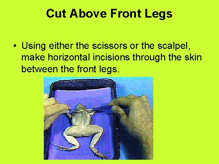 Cut Above Front Legs • Using either the scissors or the scalpel, make horizontal