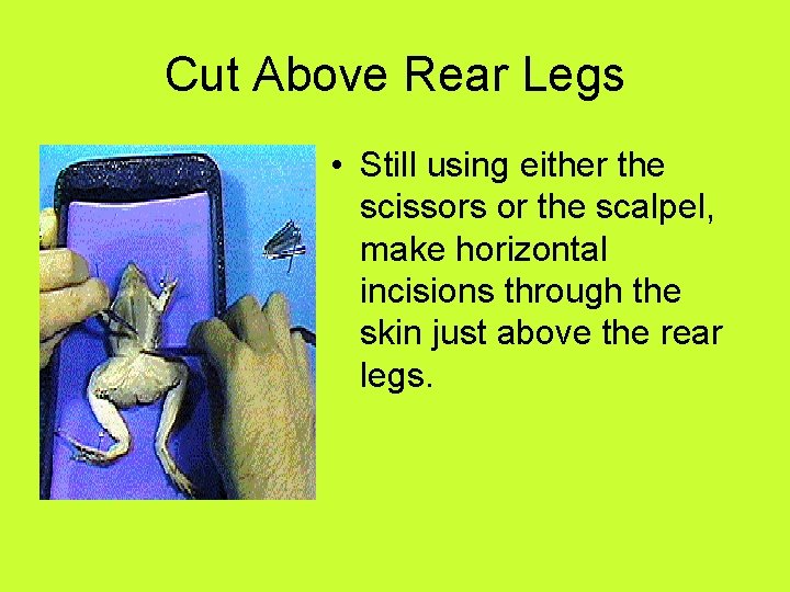 Cut Above Rear Legs • Still using either the scissors or the scalpel, make