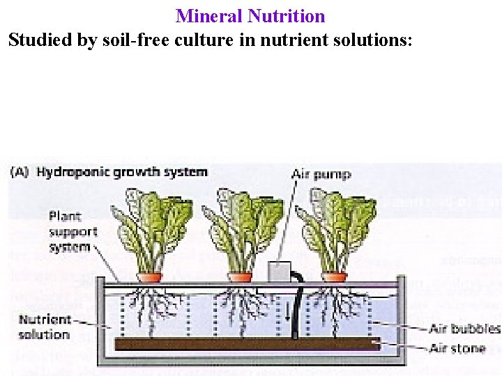 Mineral Nutrition Studied by soil-free culture in nutrient solutions: 