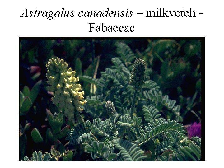Astragalus canadensis – milkvetch Fabaceae 