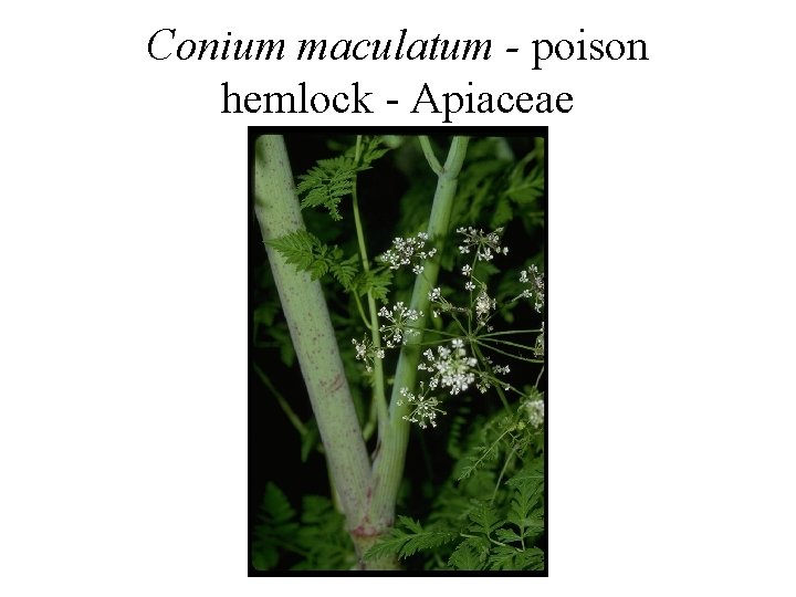 Conium maculatum - poison hemlock - Apiaceae 