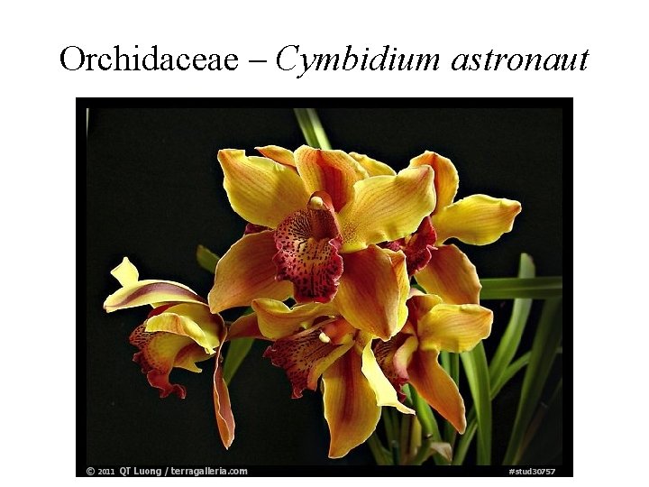 Orchidaceae – Cymbidium astronaut 