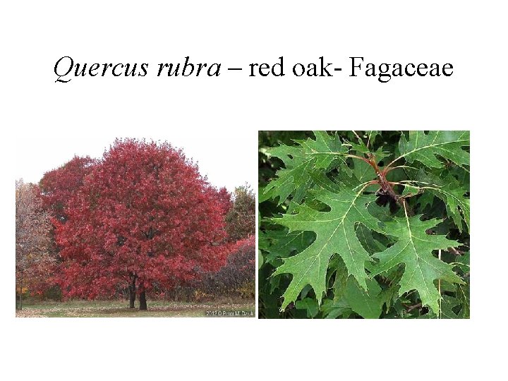 Quercus rubra – red oak- Fagaceae 