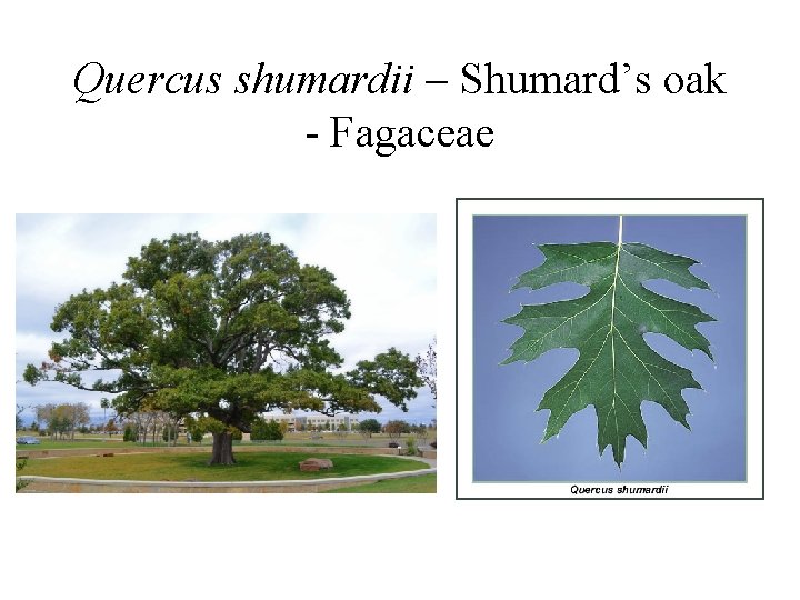 Quercus shumardii – Shumard’s oak - Fagaceae 