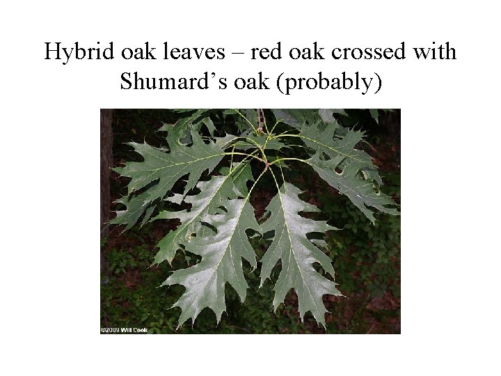 Hybrid oak leaves – red oak crossed with Shumard’s oak (probably) 