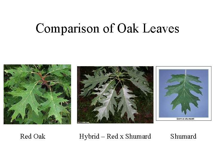 Comparison of Oak Leaves Red Oak Hybrid – Red x Shumard 