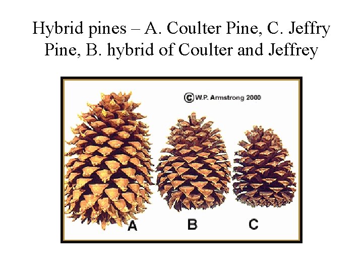 Hybrid pines – A. Coulter Pine, C. Jeffry Pine, B. hybrid of Coulter and