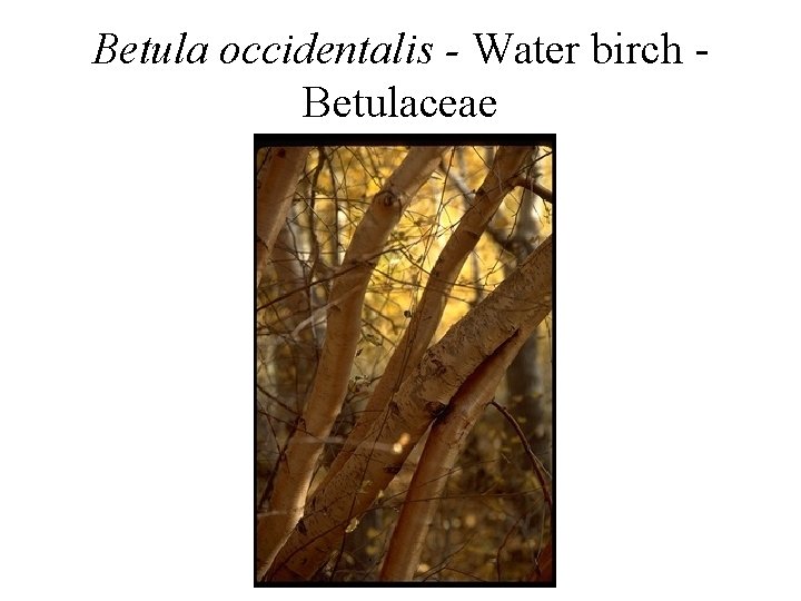 Betula occidentalis - Water birch Betulaceae 