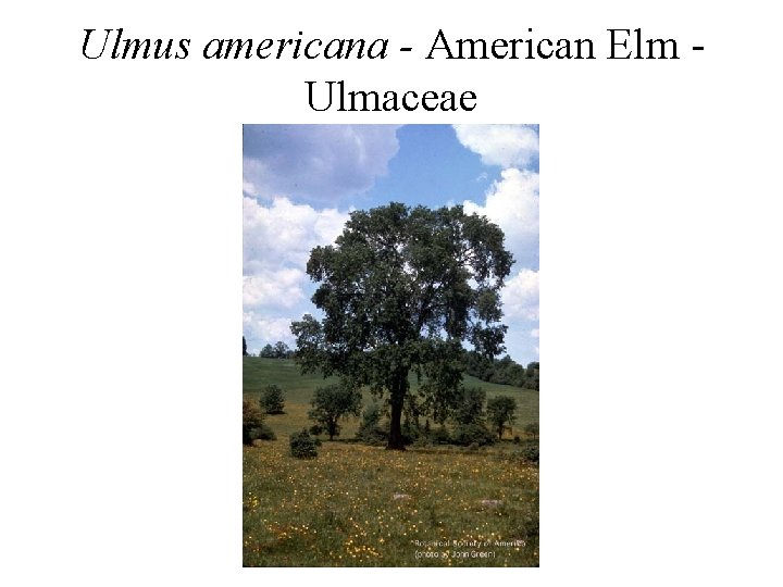 Ulmus americana - American Elm Ulmaceae 