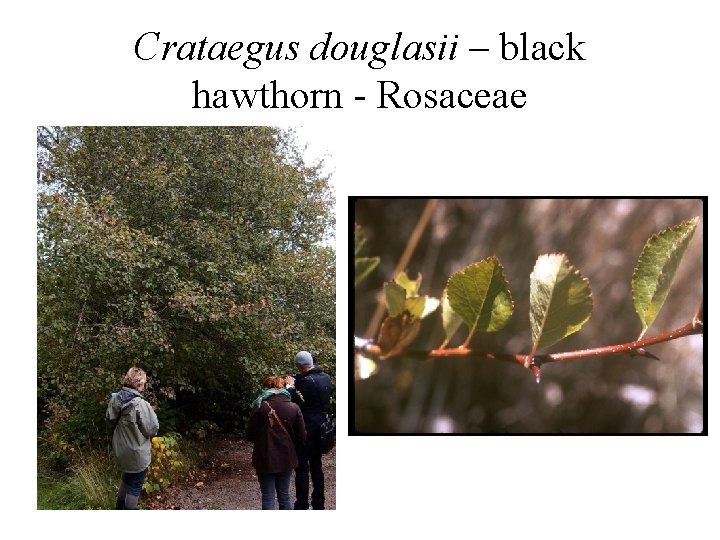 Crataegus douglasii – black hawthorn - Rosaceae 
