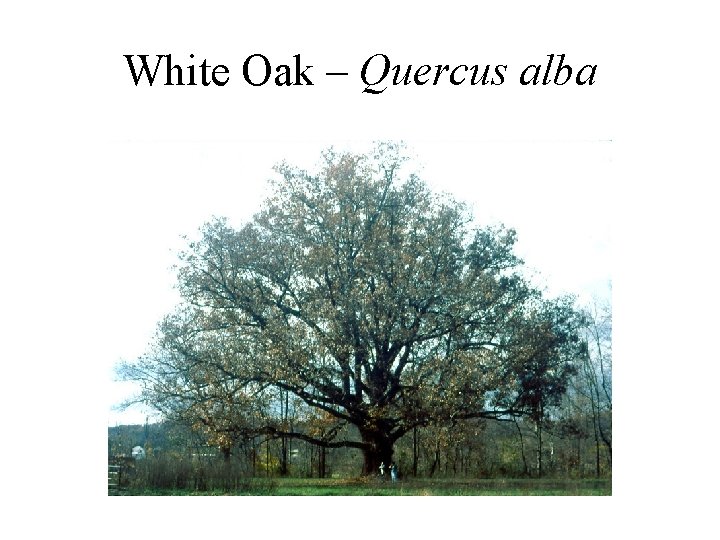 White Oak – Quercus alba 
