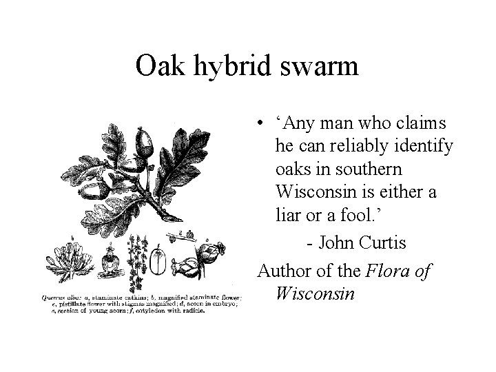 Oak hybrid swarm • ‘Any man who claims he can reliably identify oaks in