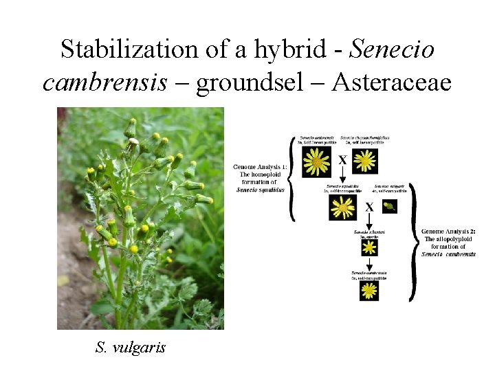Stabilization of a hybrid - Senecio cambrensis – groundsel – Asteraceae S. vulgaris 