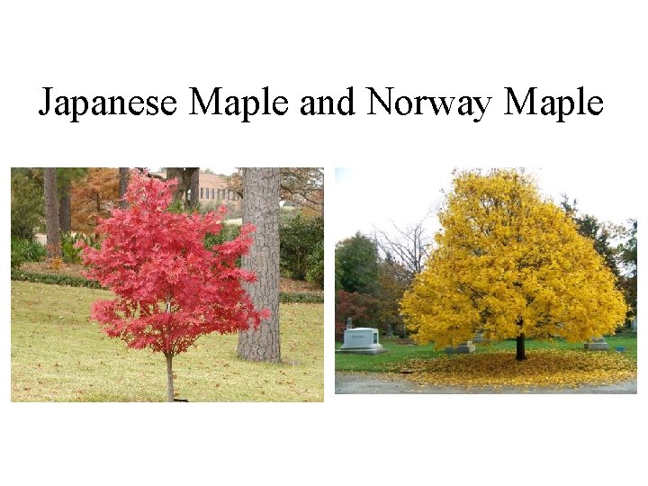 Japanese Maple and Norway Maple 