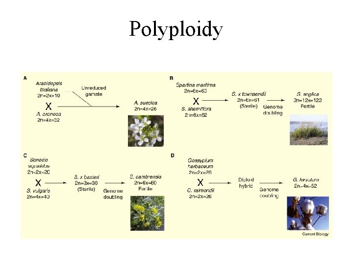 Polyploidy 