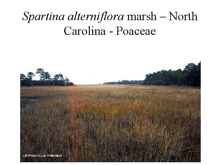 Spartina alterniflora marsh – North Carolina - Poaceae 