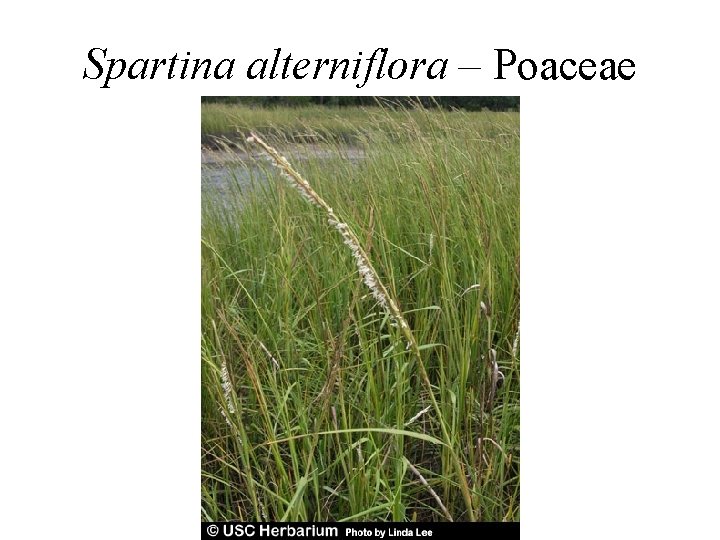 Spartina alterniflora – Poaceae 